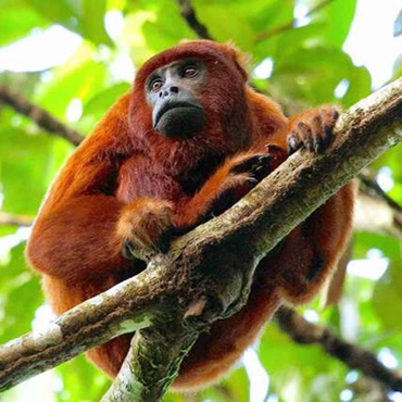 Amazon Jungle Peru